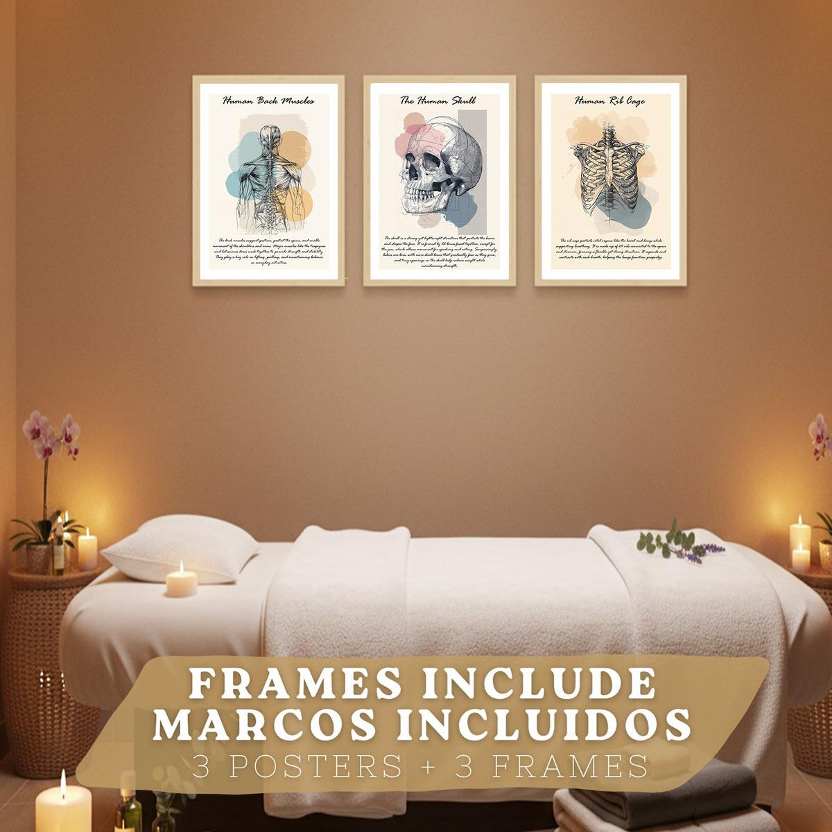 POSTER Set aus 3 Anatomie Mensch Lernposter Drucke und Wandbilder mit Muskeln Rücken Brustkorb Schädel Wanddekoration Größe Leichter Holzrahmen A4 - Beige, Papier (21/29.7/3cm) - Nacnic