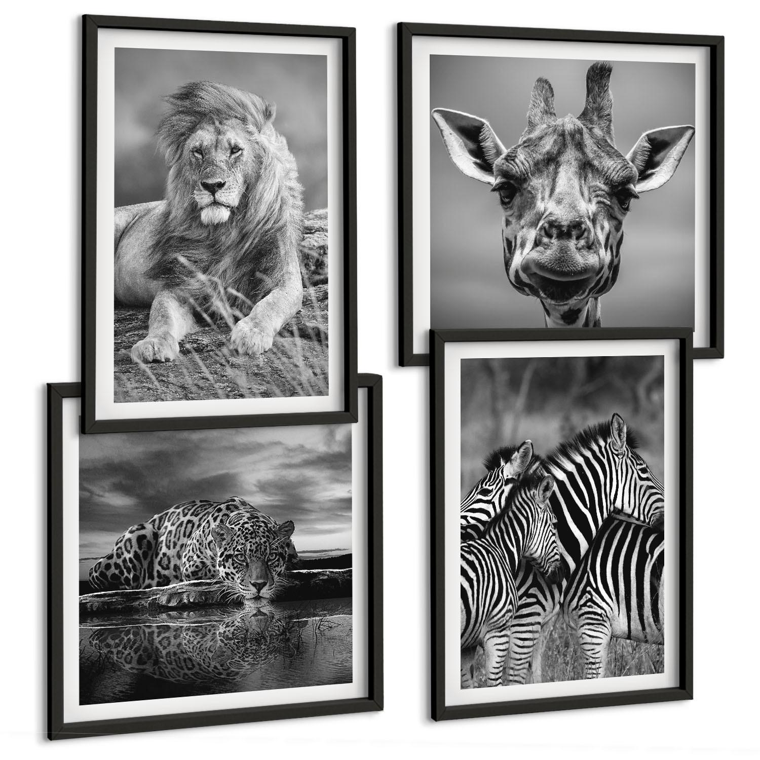 BILDER SET 4er Set - 50x50 cm & 40x60 cm Schwarzer Rahmen - Wildtiere Löwe Jaguar Giraffe Zebras - Schwarz, Kunststoff (50/50cm) - TULUP