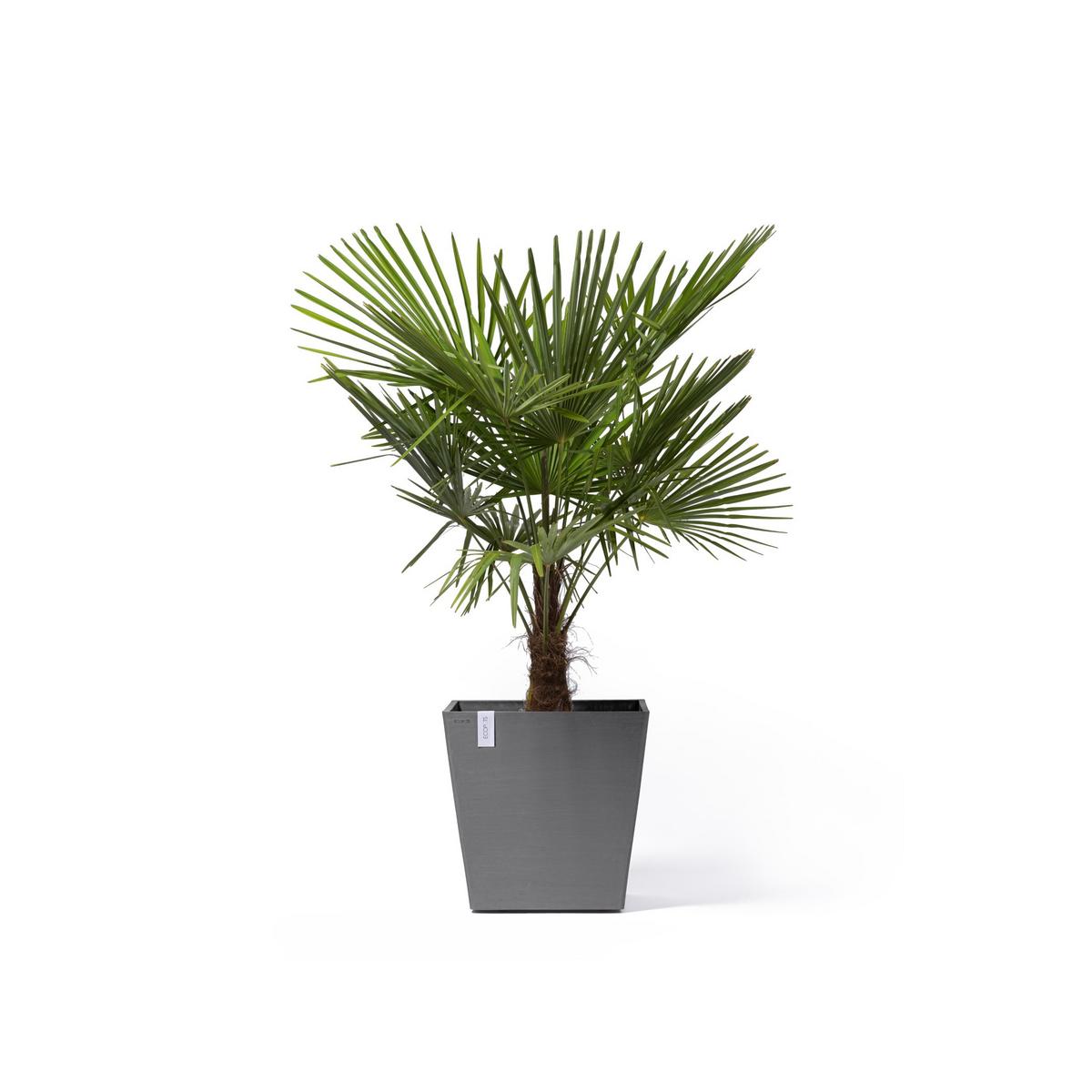BLUMENTOPF Rotterdam Wheels 50,2/50,2/49,5 cm Grau - Grau, Kunststoff (50.2/49.5cm) - Ecopots