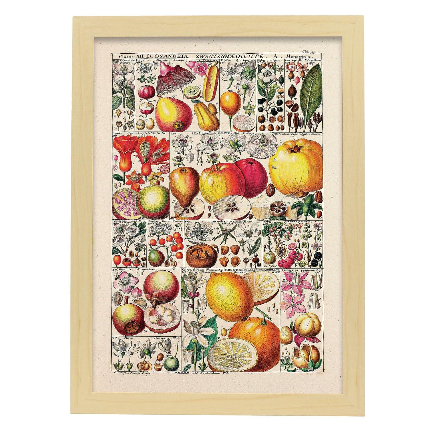 POSTER Früchte Anatomie A3 Rahmen Aus Hellem Holz - Beige, Papier (29.7/5/42cm) - Nacnic