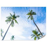 FOTOTAPETE für Badezimmer Palmen Kokos Himmel Untenblick 350x256 - Blau/Weiß, Papier (350/256cm) - Muralo
