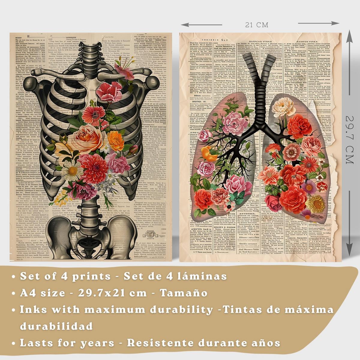 POSTER Set aus 4 Vintage Anatomie und Wandbilder mit Rippen Wirbelsäule Lungen Luftröhre Bronchien Gehirn und Schädel Größe Leichter Holzrahmen A4 - Beige, Papier (21/29.7/3cm) - Nacnic