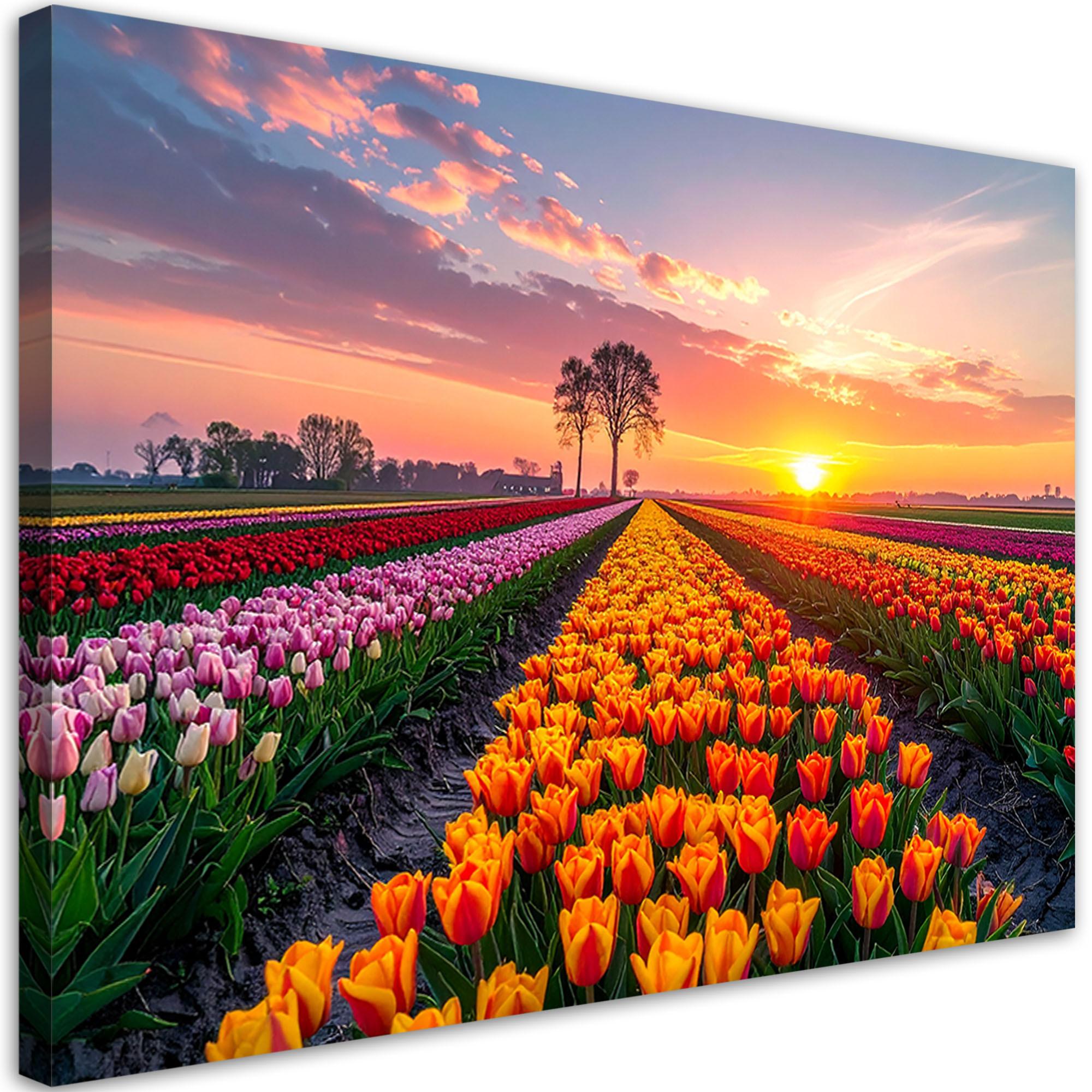 LEINWANDBILD Tulpen Blumen Wiese Aussicht 60x40cm - Multicolor, Textil (60/40cm) - Feeby