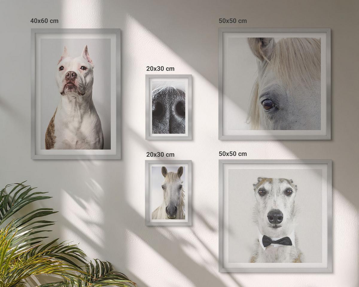 BILDER SET 5er Set - 50x50 cm & 20x30 cm & 40x60 cm Silberner Rahmen - Elegante Porträts von Hunden und Pferden - Silberfarben, Kunststoff (40/60cm) - TULUP