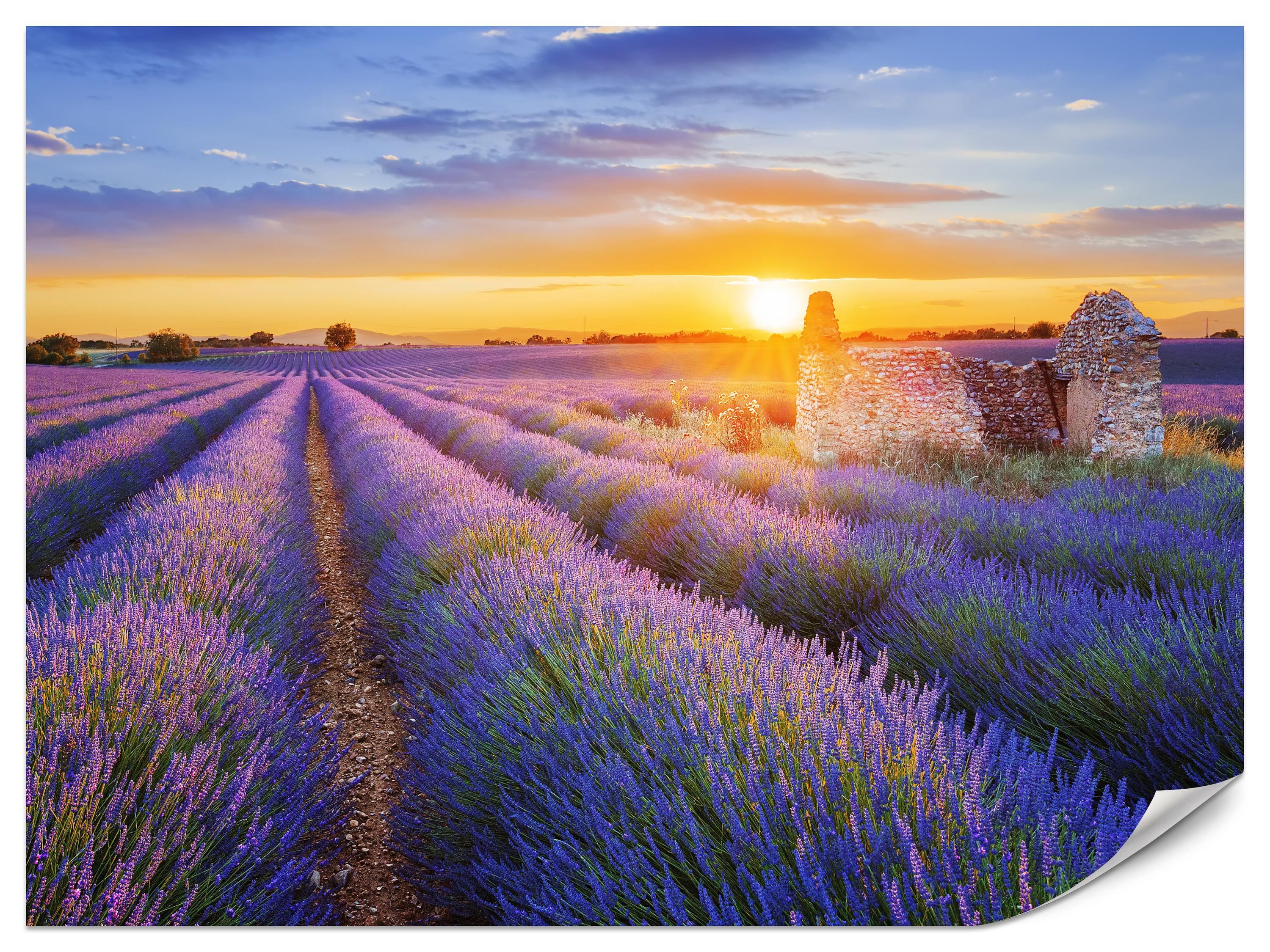 FOTOTAPETE für Wohnzimmer Lavendelfeld Sonnenuntergang Lila 150x105 - Violett/Rosa, Papier (150/105cm) - Muralo