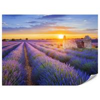 FOTOTAPETE für Wohnzimmer Lavendelfeld Sonnenuntergang Lila 150x105 - Violett/Rosa, Papier (150/105cm) - Muralo