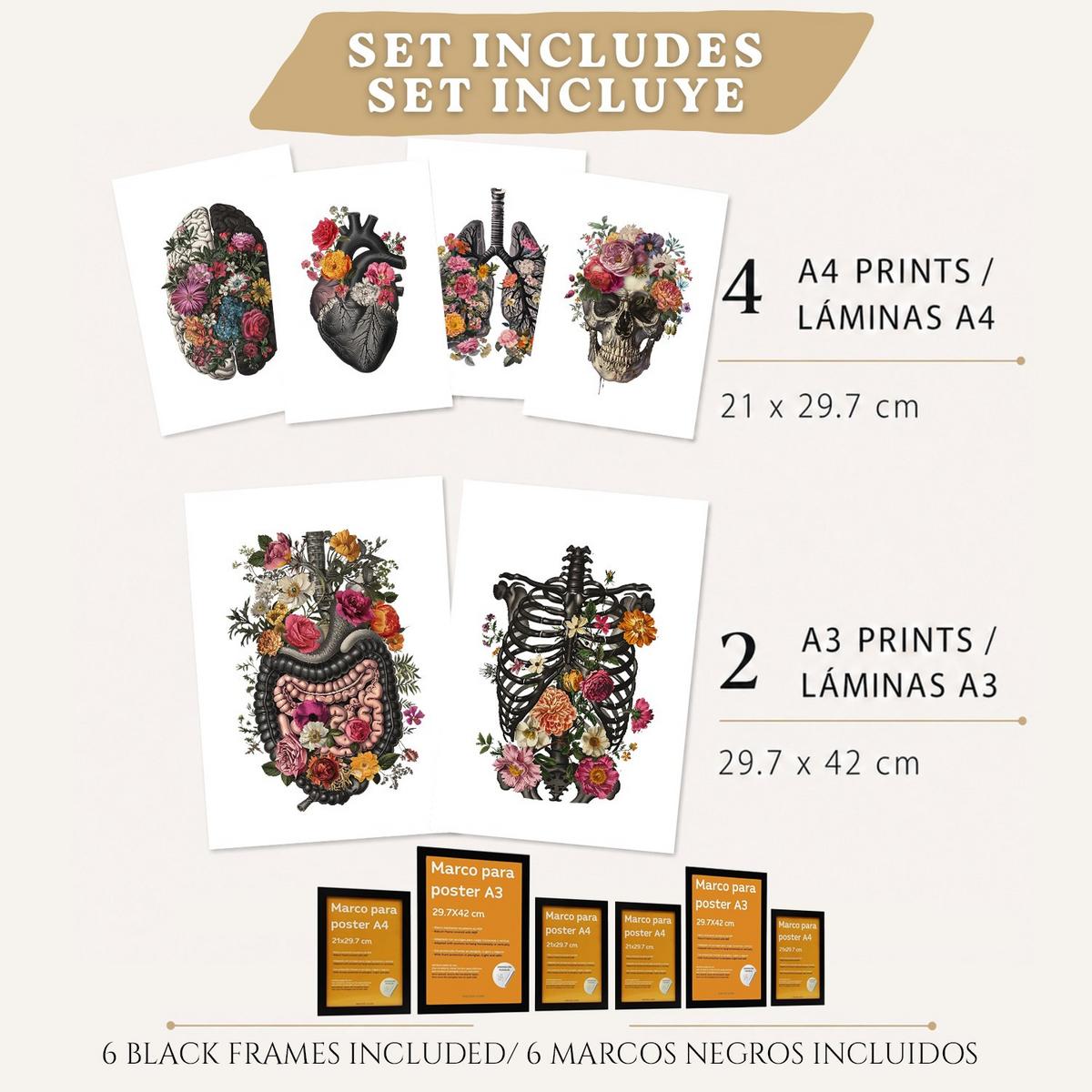 POSTER Set aus 6 Botanische Anatomie Drucke mit Herz Lungen Wirbelsäule Becken und Rippen Beige Terrakotta Erdtöne Florales Schwarzer Rahmen A3 & A4 - Schwarz, Papier (21/29.7/3cm) - Nacnic