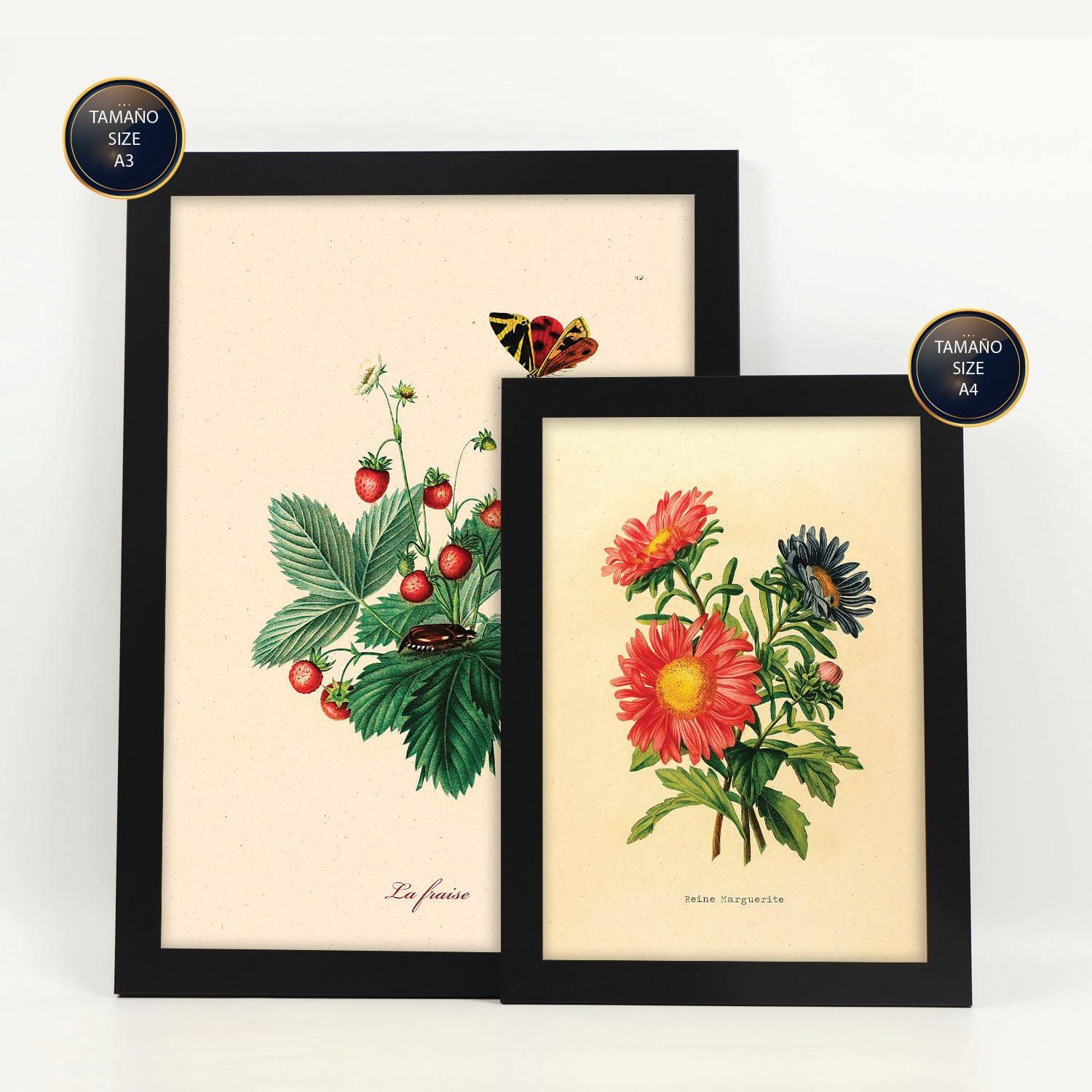 POSTER Set Mit 6 Schmetterlinge In Vintage A3 & A4 Schwarzer Rahmen - Schwarz, Papier (29/3cm) - Nacnic