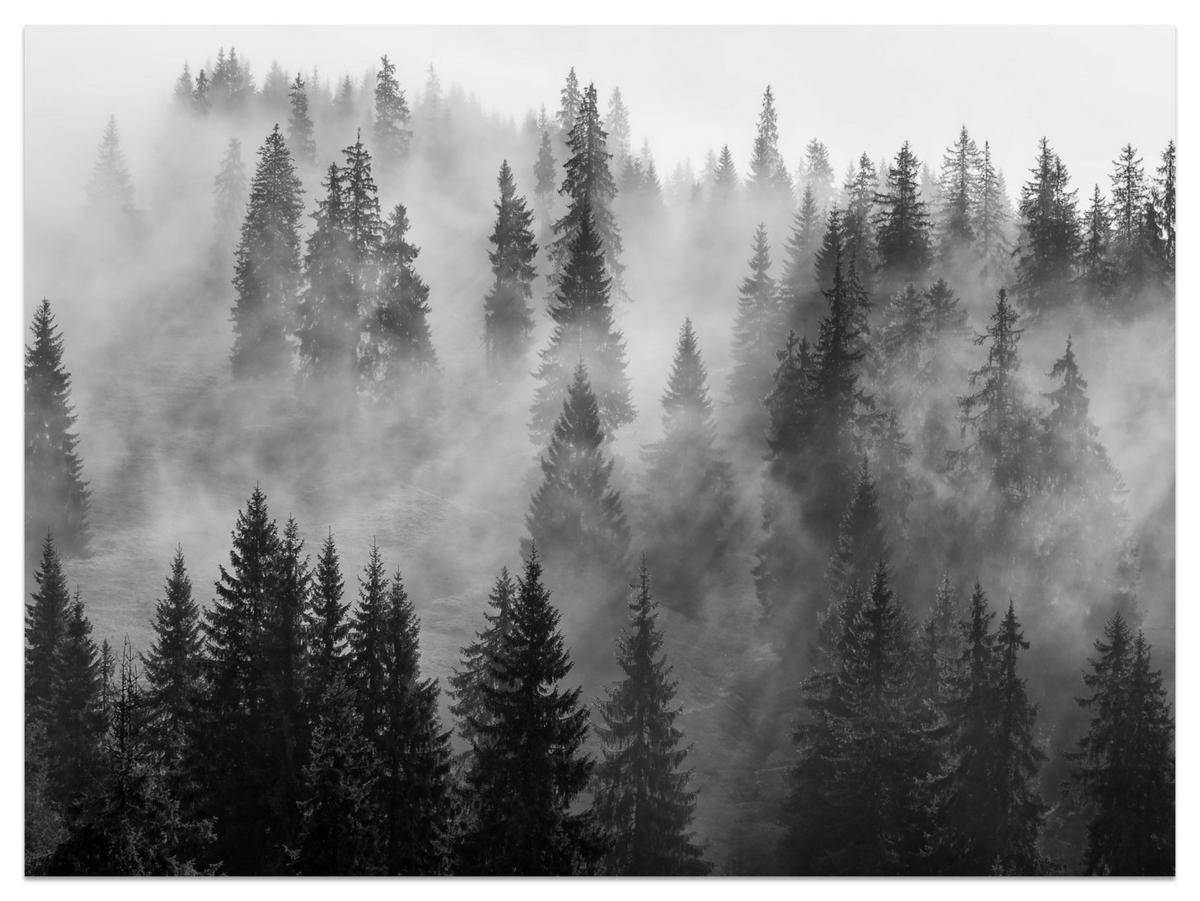 FOTOTAPETE Schwarz-weißer Wald im Nebel Natur 150x105 - Schwarz/Grau, Papier (150/105cm) - Muralo