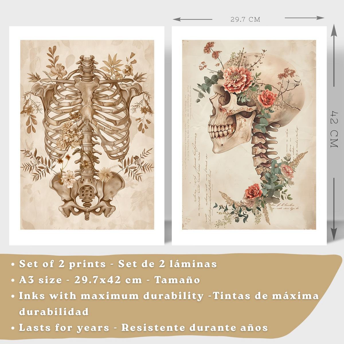 POSTER Set aus 2 Anatomie Mensch Drucke und Wandbilder mit Skelett Schädel Wirbelsäule Rippen Becken Klassischer Stil Größe Schwarzer Rahmen A3 - Schwarz, Papier (29.7/42/3cm) - Nacnic