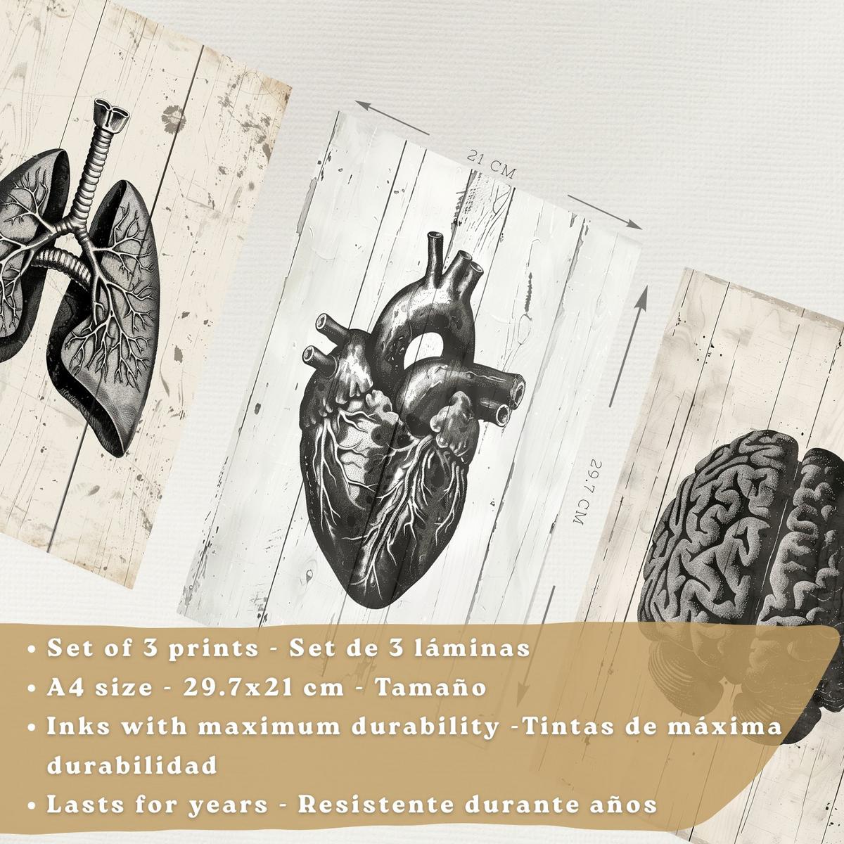 POSTER Set aus 3 Anatomie Mensch Drucke und mit Gehirn Herz Lungen Luftröhre Bronchien Industrielles Schwarz Weiß Design Größe Leichter Holzrahmen A4 - Beige, Papier (21/29.7/3cm) - Nacnic