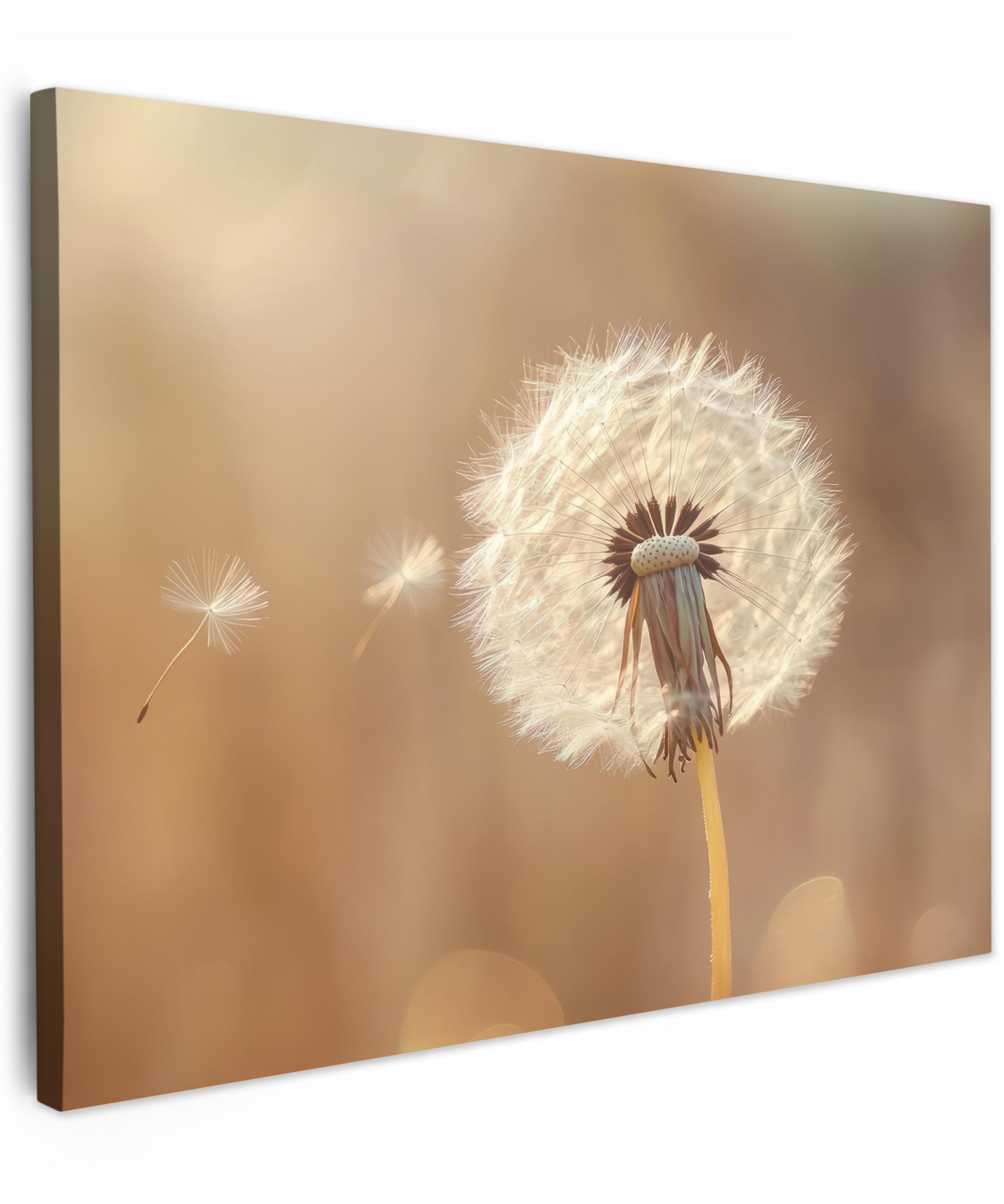 LEINWANDBILD Löwenzahn - Beige - Natur - Blume Wandbilder 80x60 cm - Hellbraun, Textil (80/60cm) - MuchoWow