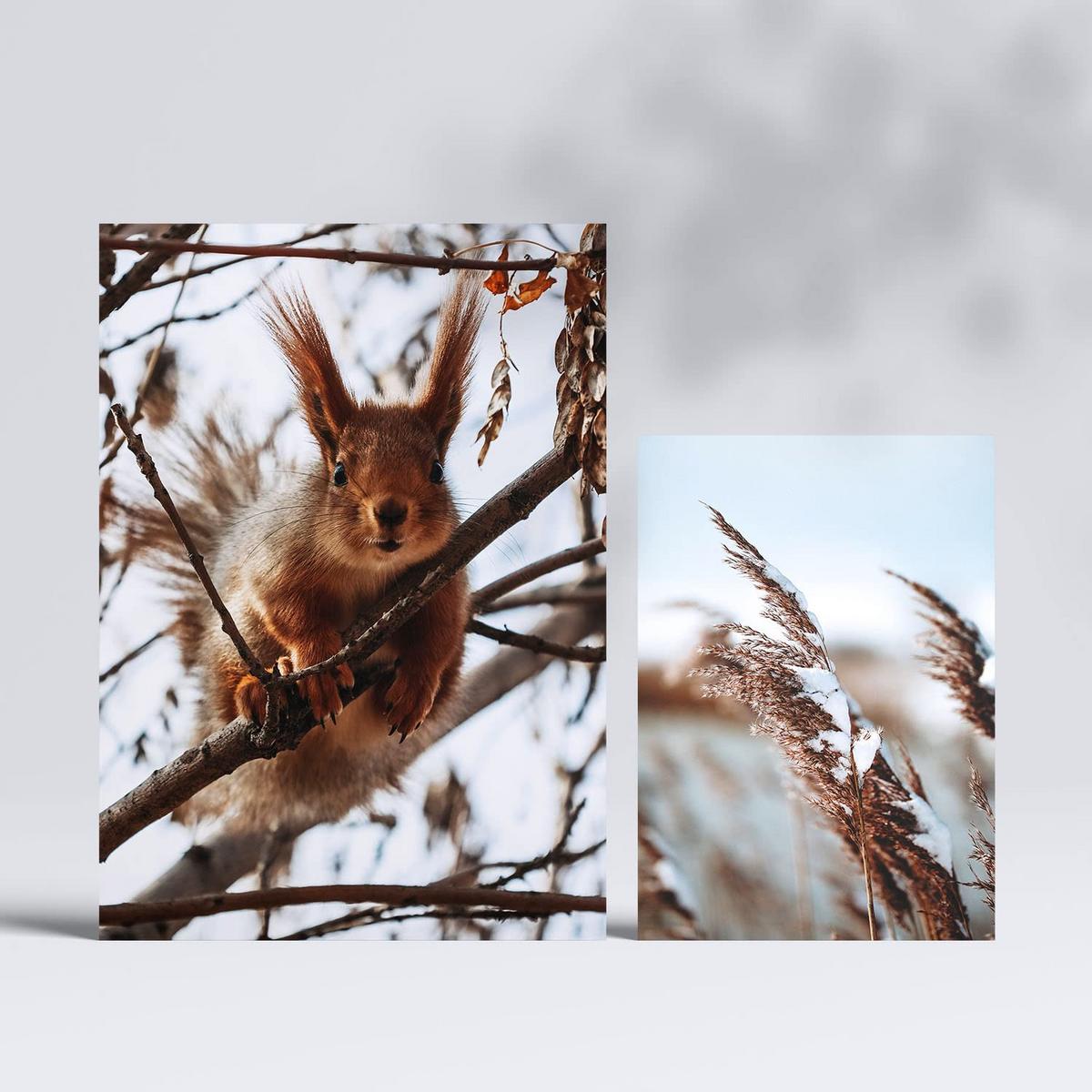 POSTER Set Mit 6 Tiere Im Schnee A3 & A4 Rahmenlos - Klar, Papier (29/3cm) - Nacnic
