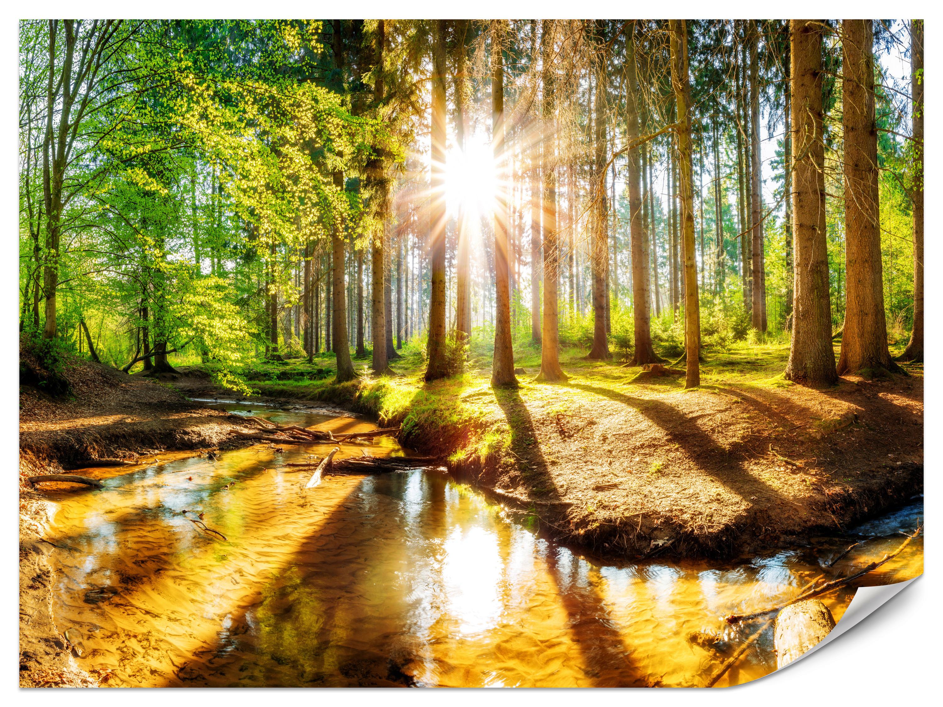 FOTOTAPETE für Wohnzimmer Pflanzen Natur Gras Sonniger Wald Bäume 250x175 - Multicolor, Papier (250/175cm) - Muralo