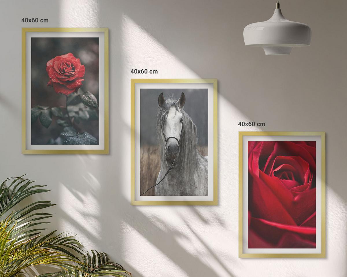 BILDER SET 3er Set - 40x60 cm Goldrahmen - Rote Rosen, Pferdegrau, Welt - Goldfarben, Kunststoff (40/60cm) - TULUP