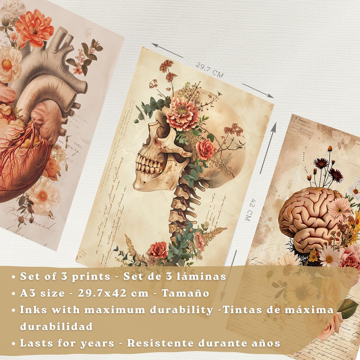 POSTER Set aus 3 Anatomie Mensch Drucke und Wandbilder mit Herz Gehirn und Schädel Vintage Floraler Stil Wanddekoration Größe Schwarzer Rahmen A3 - Schwarz, Papier (29.7/42/3cm) - Nacnic