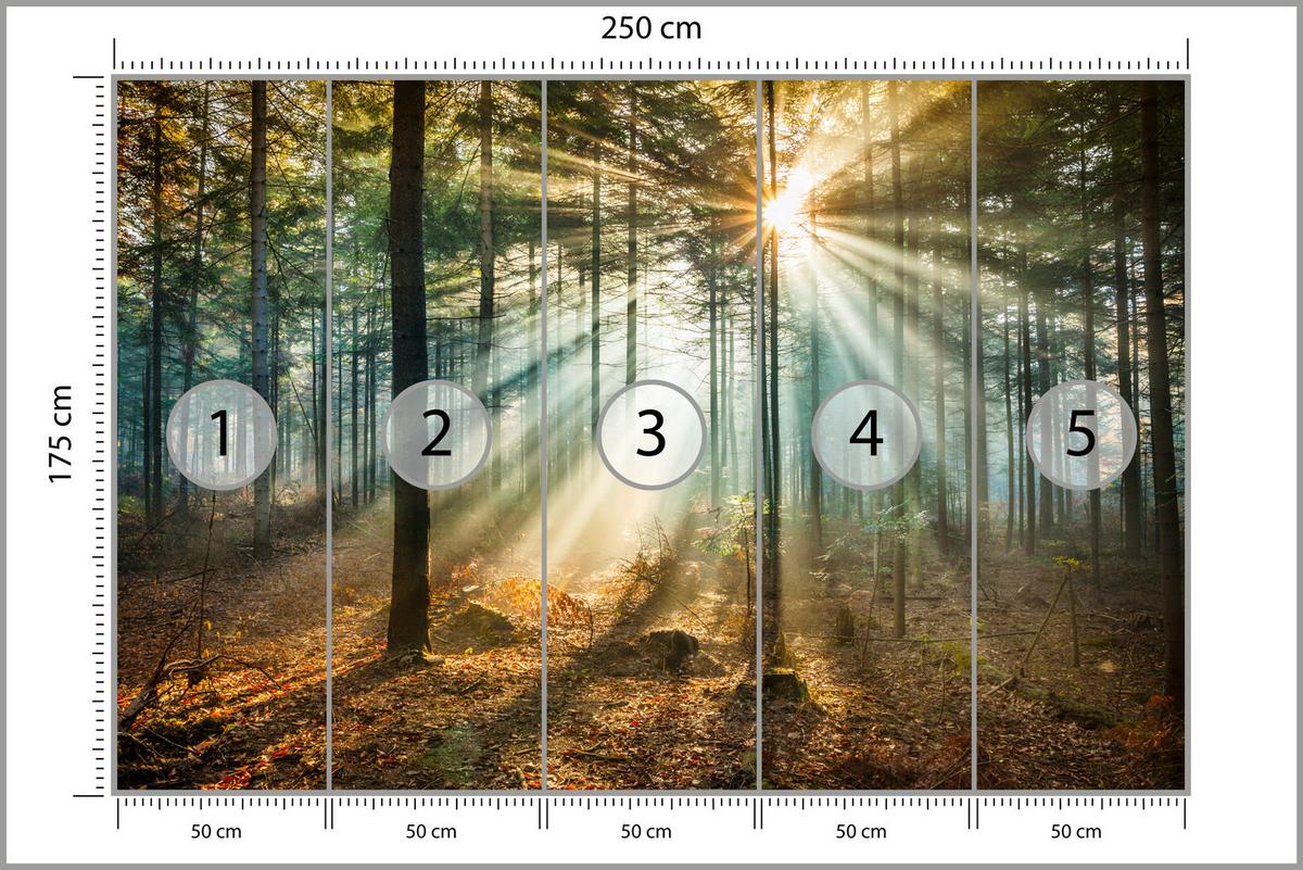 FOTOTAPETE für Wohnzimmer Herbstwald Sonnenuntergang Bäume Natur 250x175 - Beige/Gelb, Papier (250/175cm) - Muralo