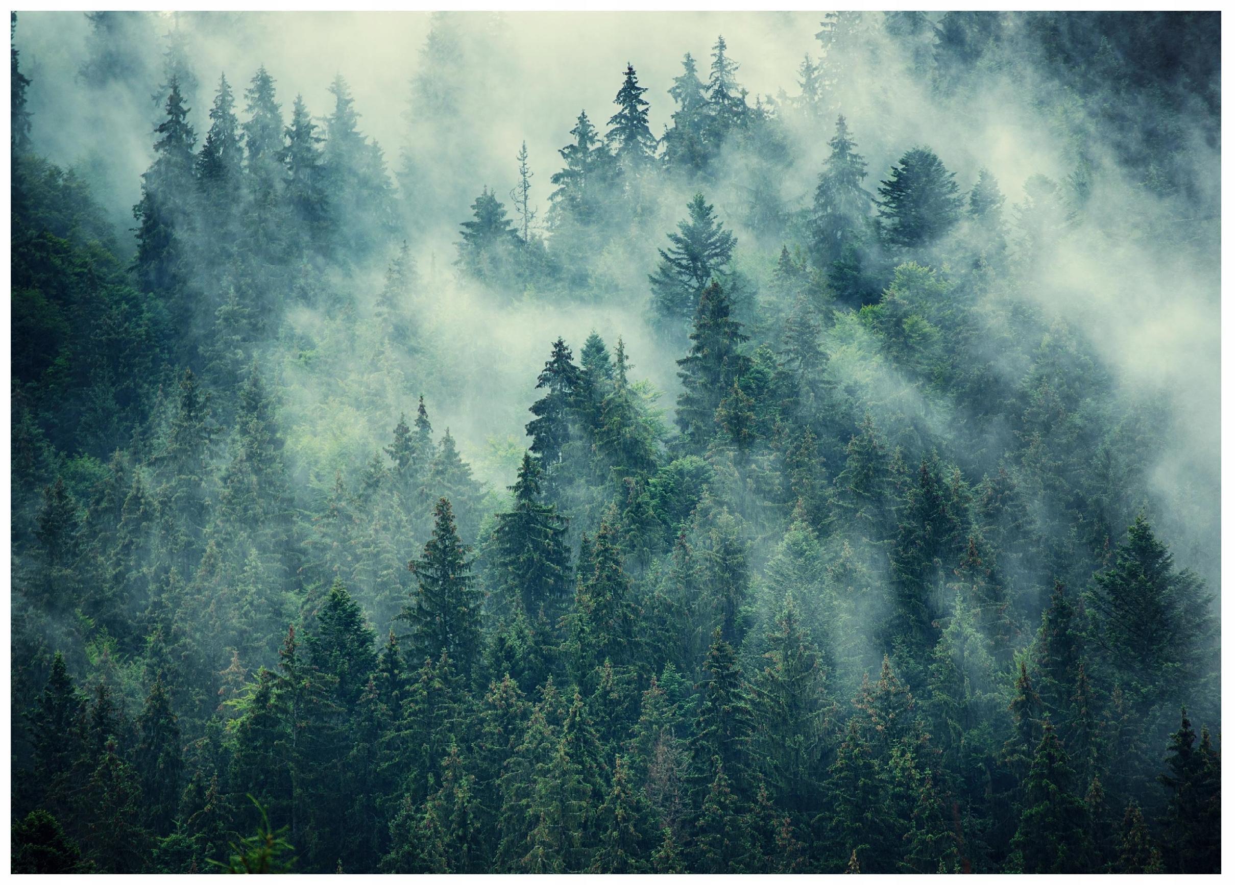FOTOTAPETE Wald im Nebel Vliestapete 400x280 - Multicolor, Papier (400/280cm) - Wallarena