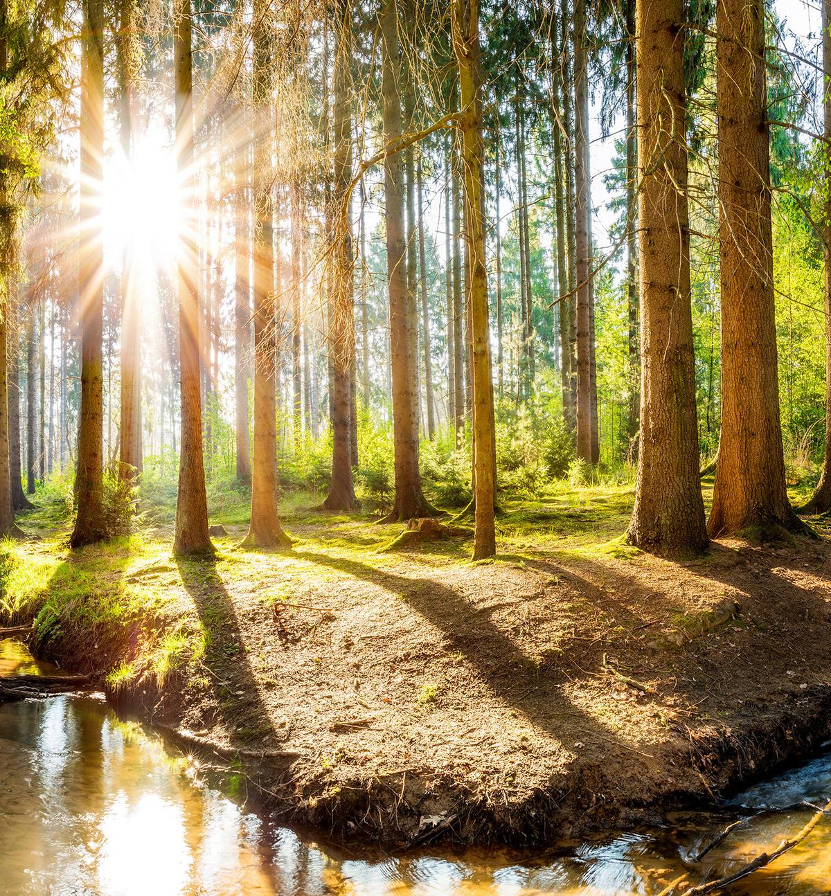 VERDUNKELUNGSROLLO 130x140 cm Sonne im Wald - Braun, Textil (130/140cm) - TULUP