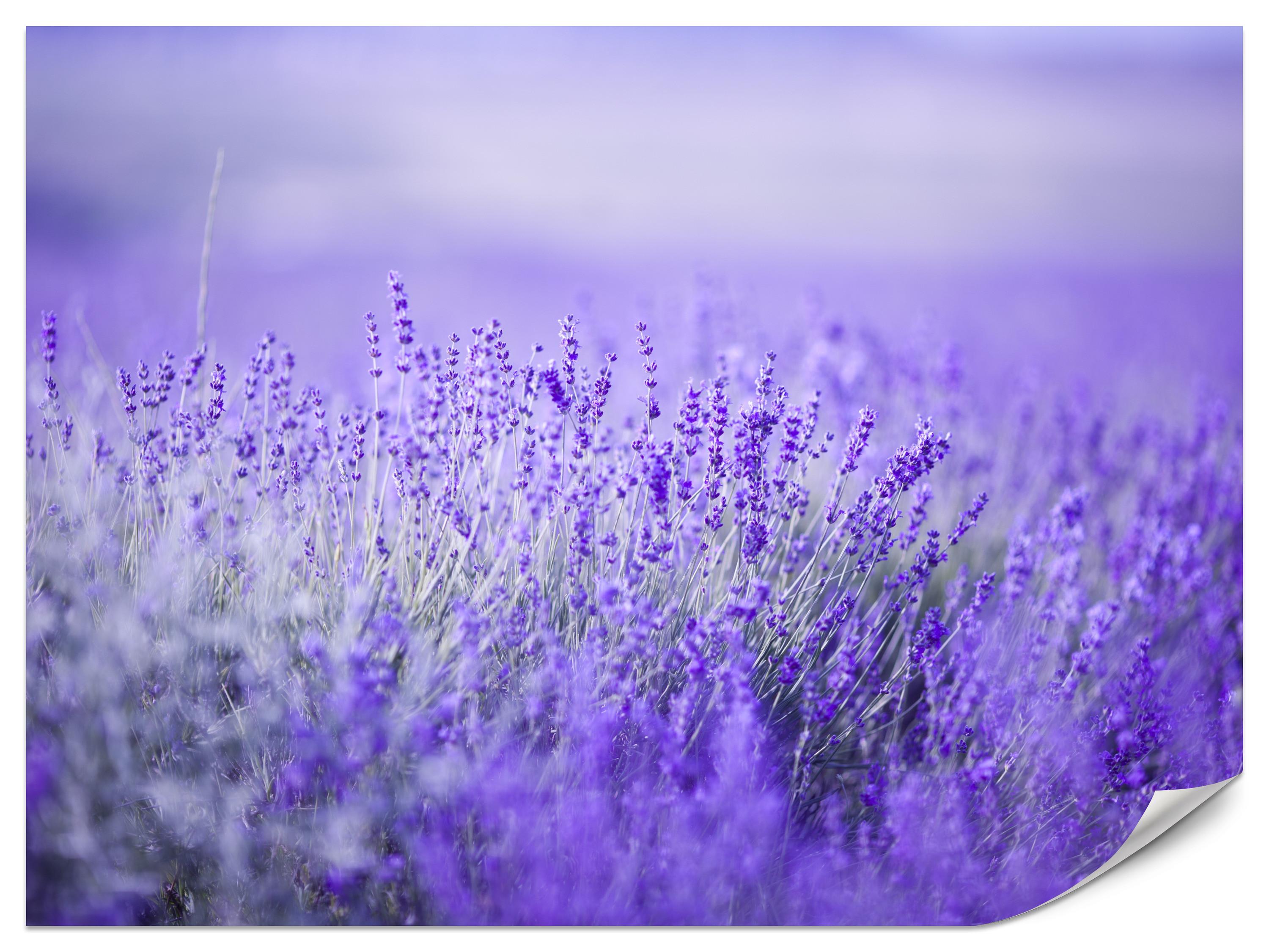 FOTOTAPETE für Küche Lavendelwiese Blüten Fliederfeld 100x70 - Violett/Lila, Papier (100/70cm) - Muralo