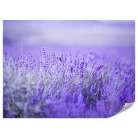 FOTOTAPETE für Küche Lavendelwiese Blüten Fliederfeld 100x70 - Violett/Lila, Papier (100/70cm) - Muralo