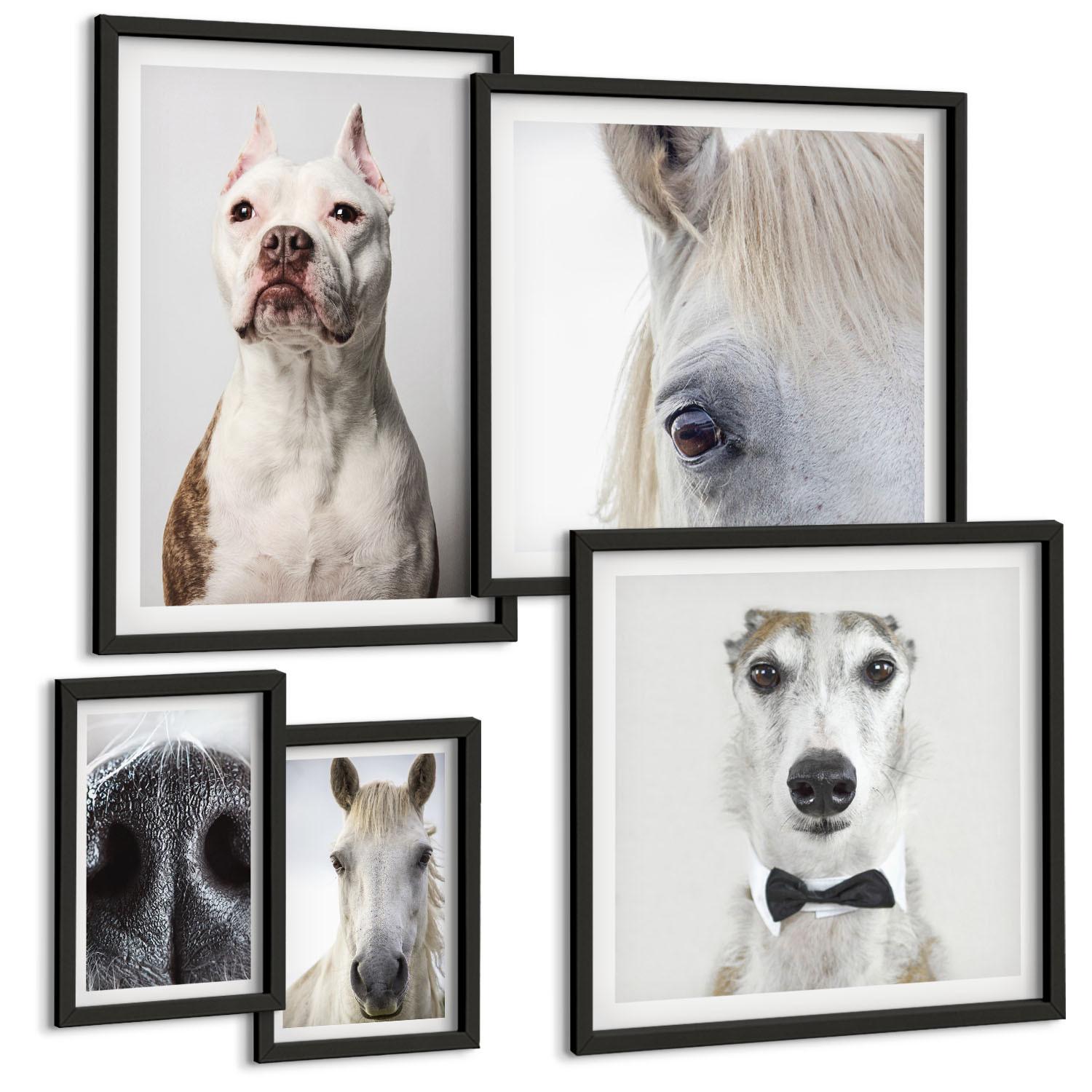 BILDER SET 5er Set - 50x50 cm & 20x30 cm & 40x60 cm Schwarzer Rahmen - Elegante Porträts von Hunden und Pferden - Schwarz, Kunststoff (40/60cm) - TULUP