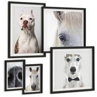 BILDER SET 5er Set - 50x50 cm & 20x30 cm & 40x60 cm Schwarzer Rahmen - Elegante Porträts von Hunden und Pferden - Schwarz, Kunststoff (40/60cm) - TULUP