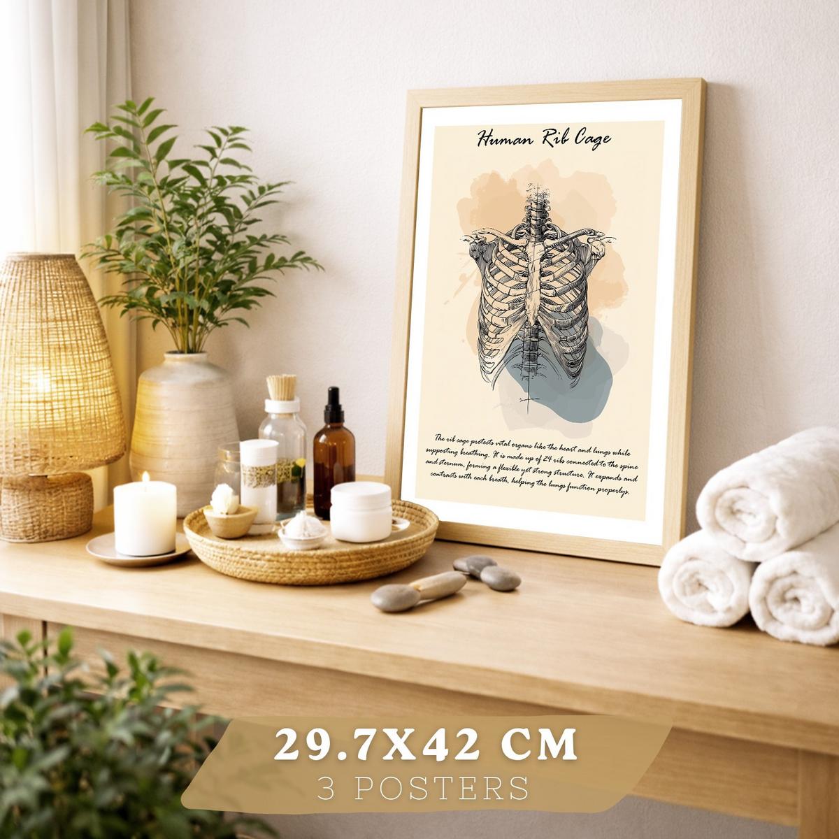 POSTER Set aus 3 Anatomie Mensch Lernposter Drucke und Wandbilder mit Muskeln Rücken Brustkorb Schädel Wanddekoration Größe Leichter Holzrahmen A3 - Beige, Papier (29.7/42/3cm) - Nacnic