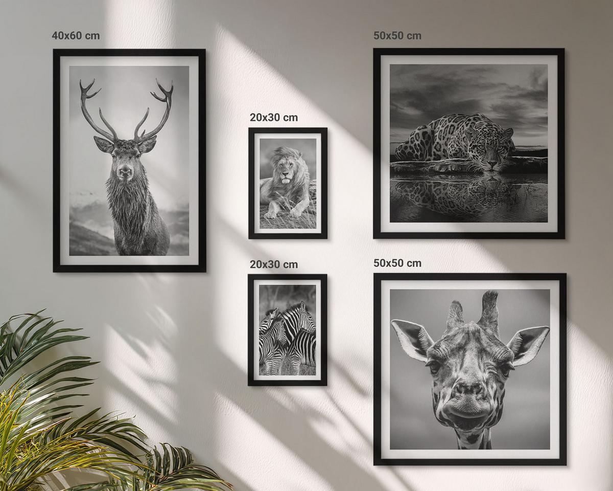 BILDER SET 5er Set - 50x50 cm & 20x30 cm & 40x60 cm Schwarzer Rahmen - Wildtiere Löwe Jaguar Giraffe Zebras - Schwarz, Kunststoff (40/60cm) - TULUP