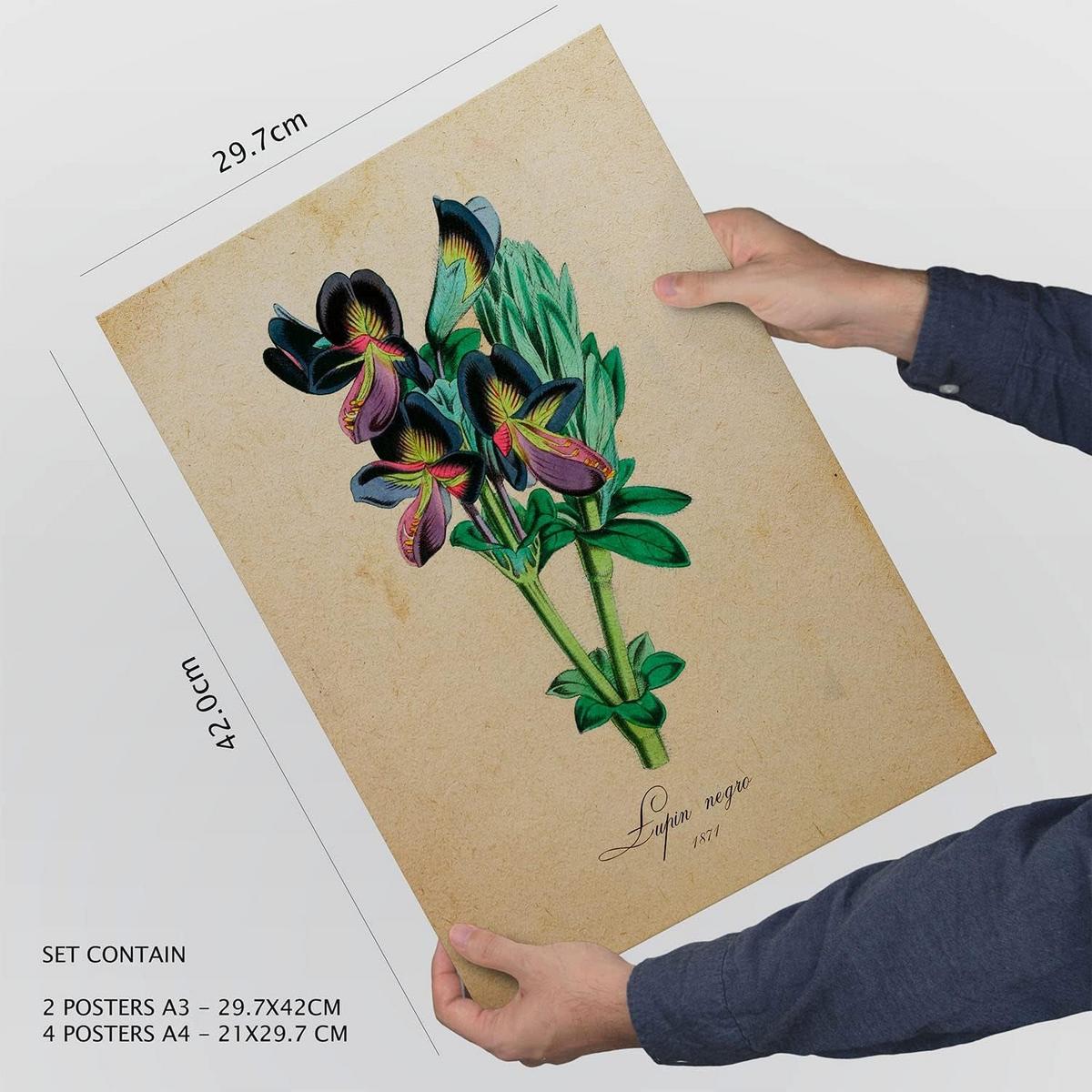 POSTER Set Mit 6 Vintage Blumen Sammlung Von Platten Mit Ästhetischer Collage Für Innendekoration A3 & A4 Rahmenlos - Klar, Papier (29/3cm) - Nacnic