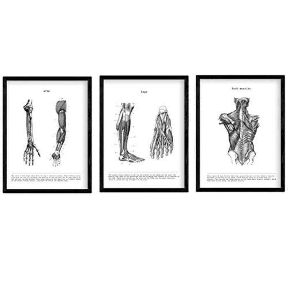 POSTER Set Mit 3 Sammlung Von Schwarz-Weiß Bildern Über Biologie, Gesundheit, Anatomie Und Medizin A3 Schwarzer Rahmen - Schwarz, Papier (29.7/5/42cm) - Nacnic