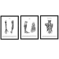 POSTER Set Mit 3 Sammlung Von Schwarz-Weiß Bildern Über Biologie, Gesundheit, Anatomie Und Medizin A3 Schwarzer Rahmen - Schwarz, Papier (29.7/5/42cm) - Nacnic