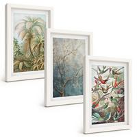 BILDER SET 3er Set - 20x30 cm Weißer Rahmen - Tropische Pflanzen, Vögel, Natur - Weiß, Kunststoff (20/30cm) - TULUP