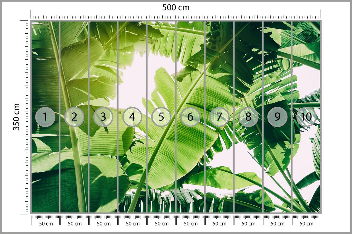 FOTOTAPETE für Wohnzimmer Bananenpflanze Grüne Blätter Tropisch 500x350 - Weiß/Grün, Papier (500/350cm) - Muralo