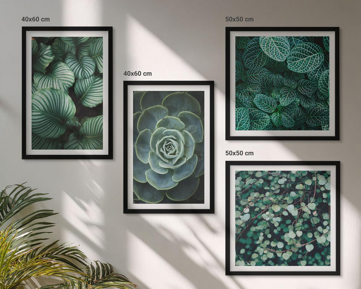 BILDER SET 4er Set - 50x50 cm & 40x60 cm Schwarzer Rahmen - Grüne Blätter von eleganten Sukkulenten - Schwarz, Kunststoff (50/50cm) - TULUP