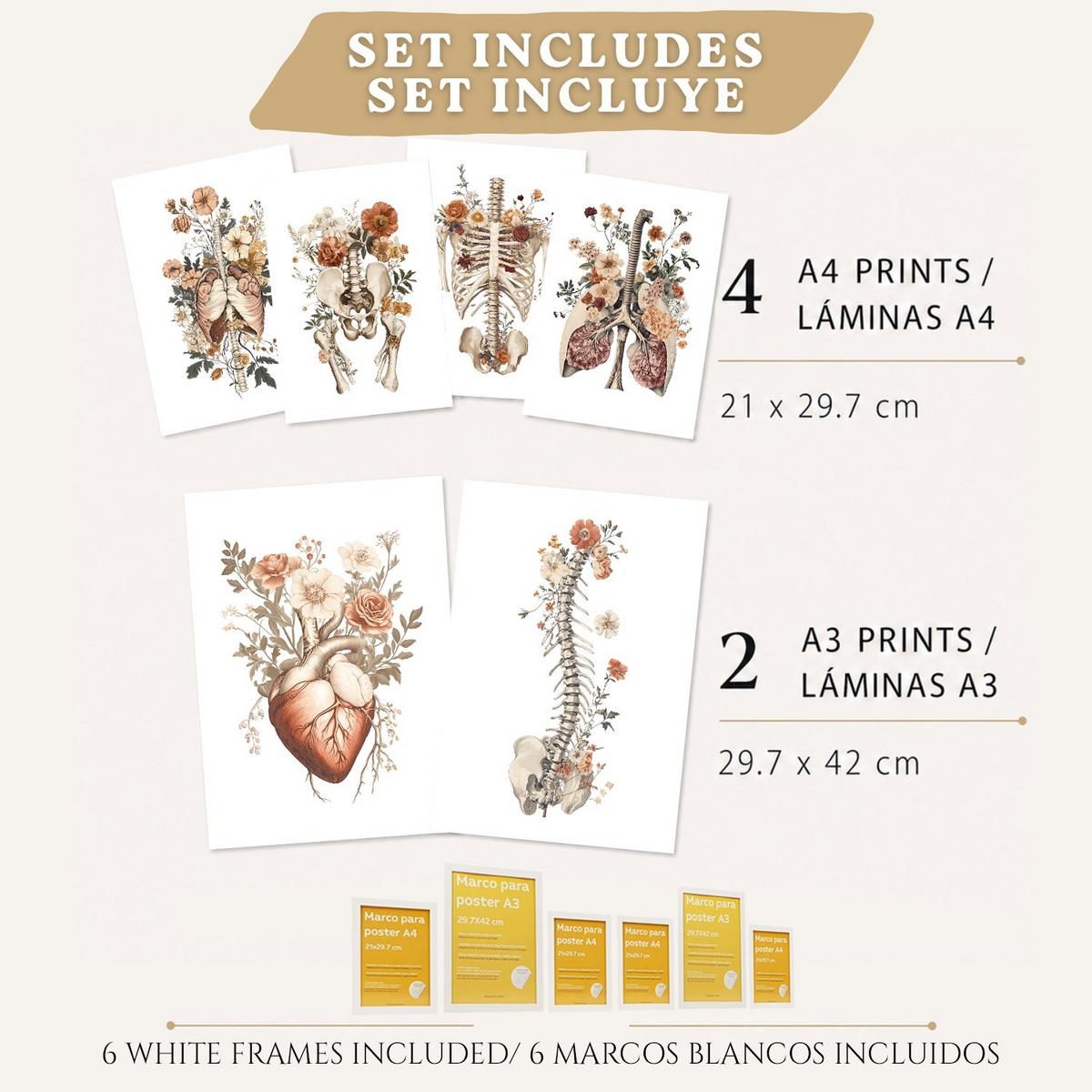 POSTER Set aus 6 Anatomie Mensch Florale Aquarell Drucke und mit Gehirn Lungen Skelett Nieren und Organen Botanische Größe Weißer Rahmen A3 & A4 - Weiß, Papier (21/29.7/3cm) - Nacnic