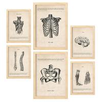 POSTER Set Mit 6 Von Kopf Bis Fuß Medizinische Illustrationen Im Vintage Von Anatomie, Körperteilen, Knochen & Muskeln A3 & A4 Rahmen Aus Hellem Holz - Beige, Papier (29/3cm) - Nacnic