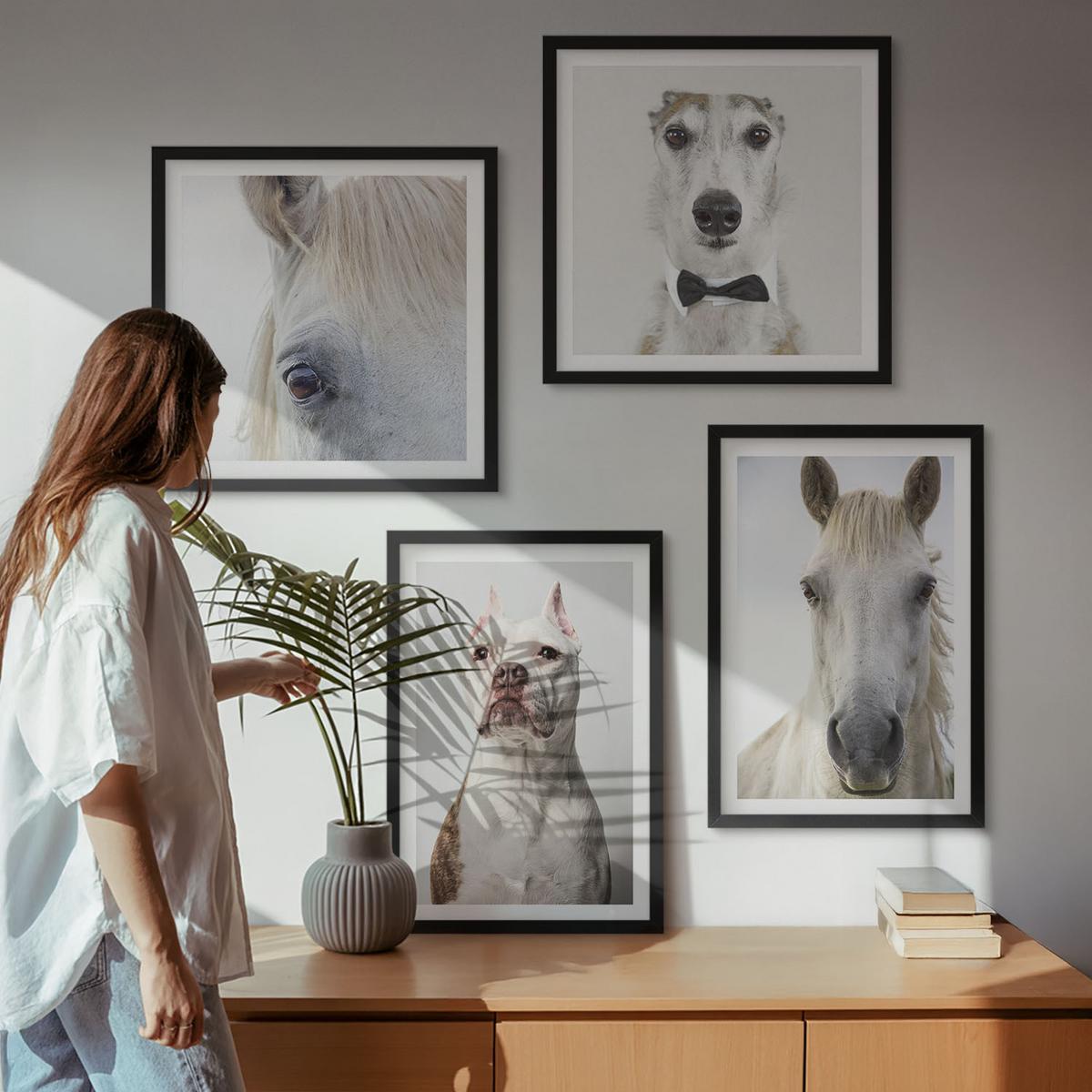 BILDER SET 4er Set - 50x50 cm & 40x60 cm Schwarzer Rahmen - Elegante Porträts von Hunden und Pferden - Schwarz, Kunststoff (50/50cm) - TULUP