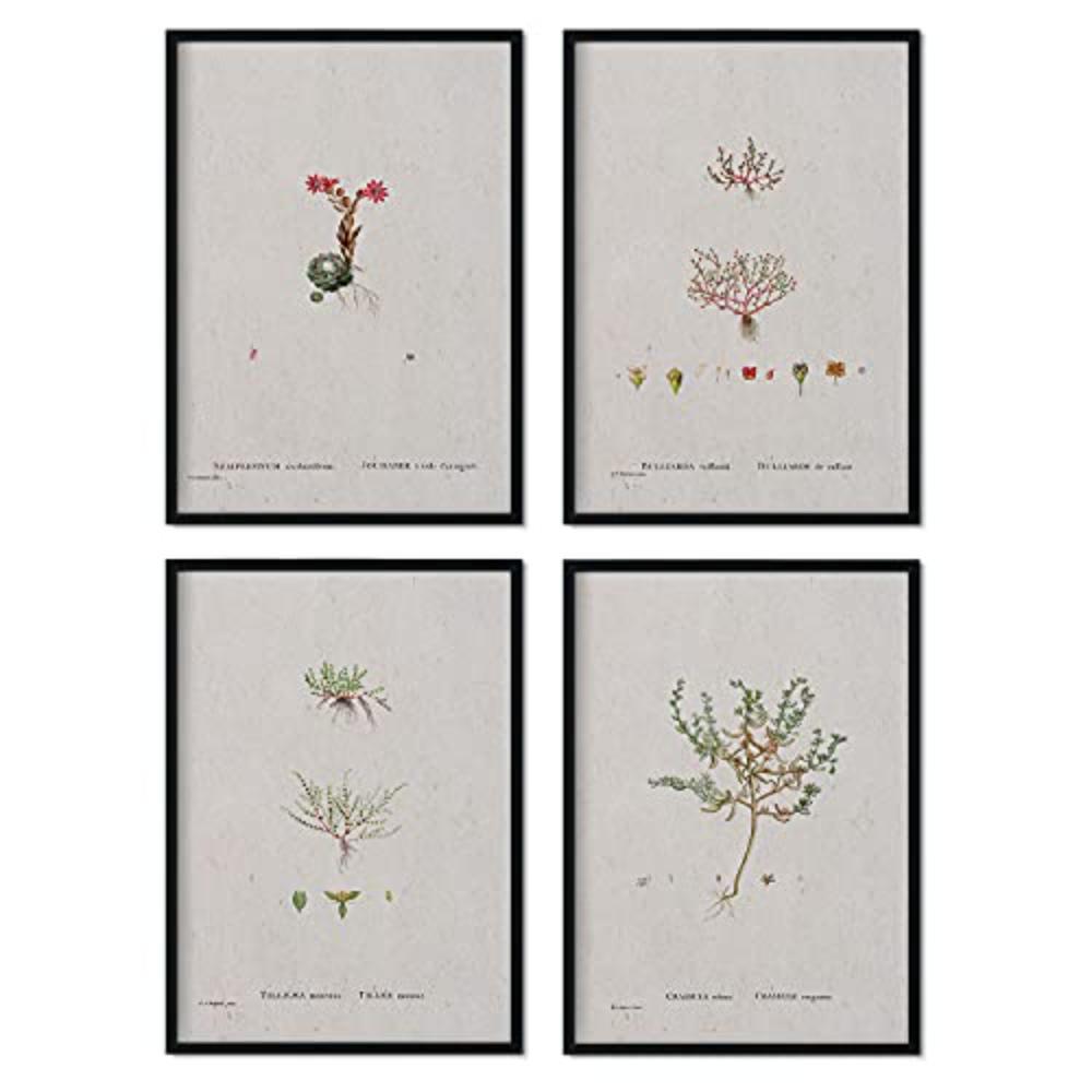 POSTER Set mit 4 mit kleinen Pflanzenblättern aus dem Künstler PierreJoseph Redouté A4 Schwarzer Rahmen - Schwarz, Papier (29.7/3cm) - Nacnic