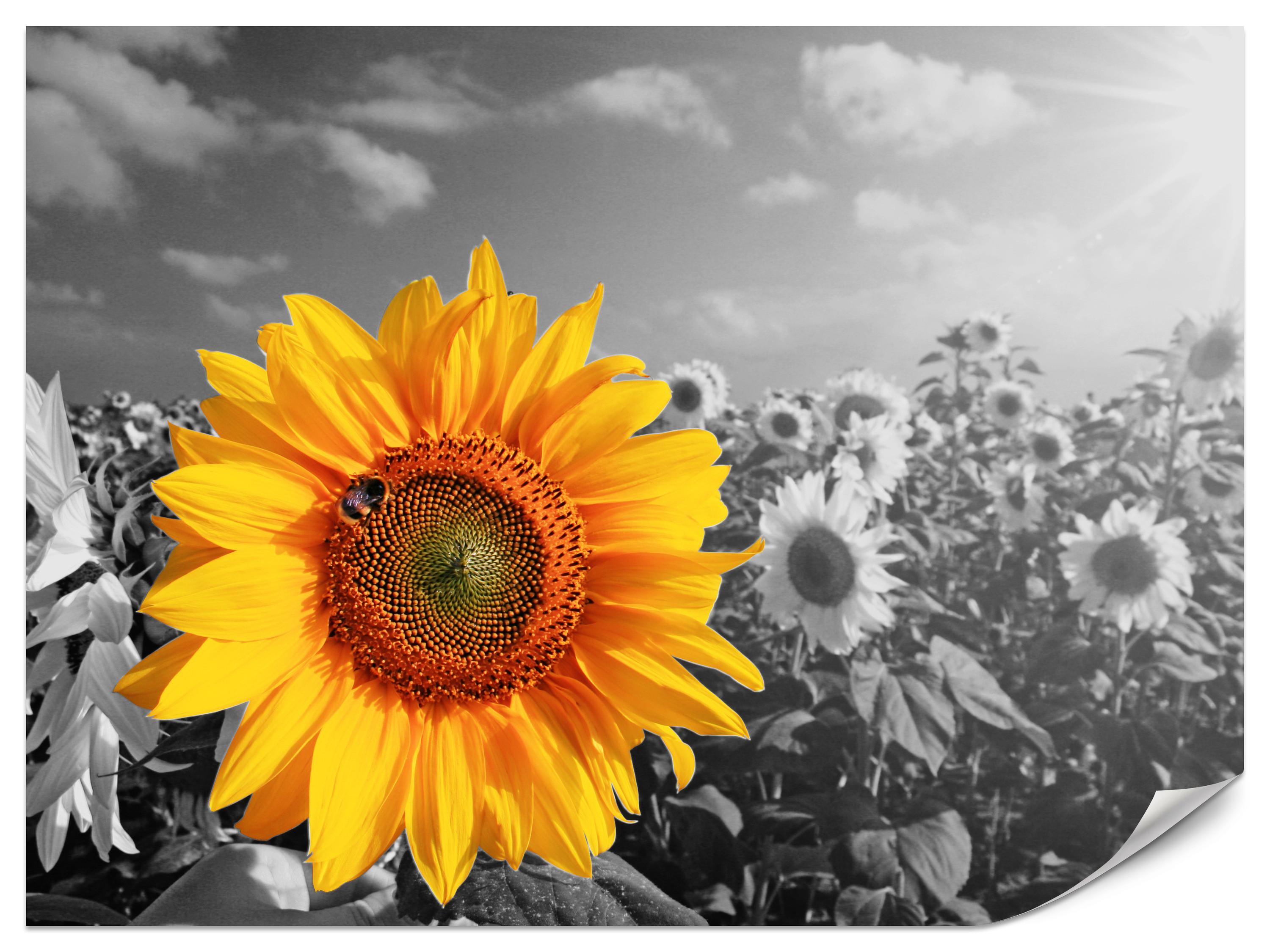 FOTOTAPETE für Küche Gelber Sonnenblume Schwarz-Weiß Hintergrund 450x315 - Gelb/Orange, Papier (450/315cm) - Muralo