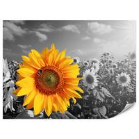 FOTOTAPETE für Küche Gelber Sonnenblume Schwarz-Weiß Hintergrund 450x315 - Gelb/Orange, Papier (450/315cm) - Muralo