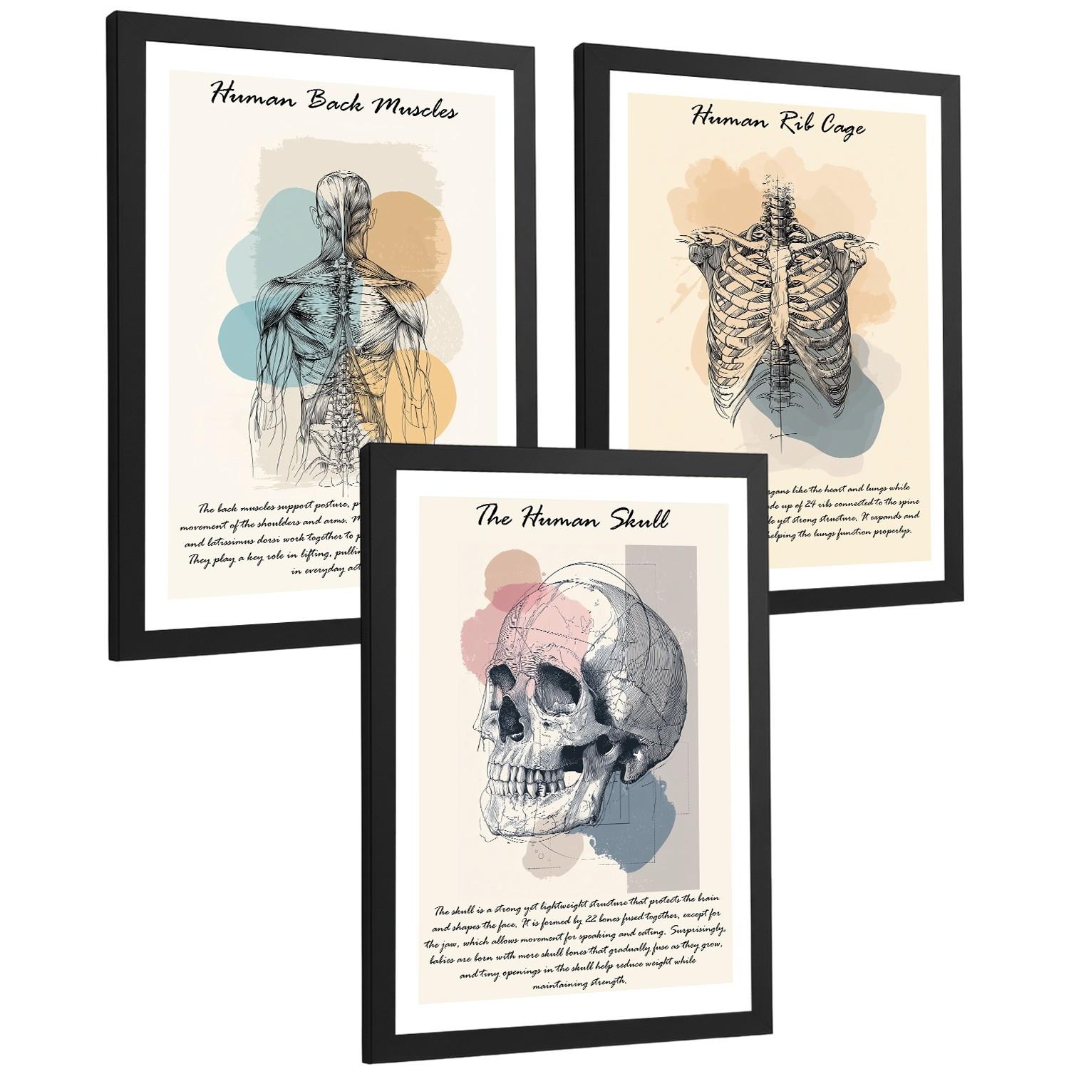 POSTER Set aus 3 Anatomie Mensch Lernposter Drucke und Wandbilder mit Muskeln Rücken Brustkorb Schädel Wanddekoration Größe Schwarzer Rahmen A3 - Schwarz, Papier (29.7/42/3cm) - Nacnic