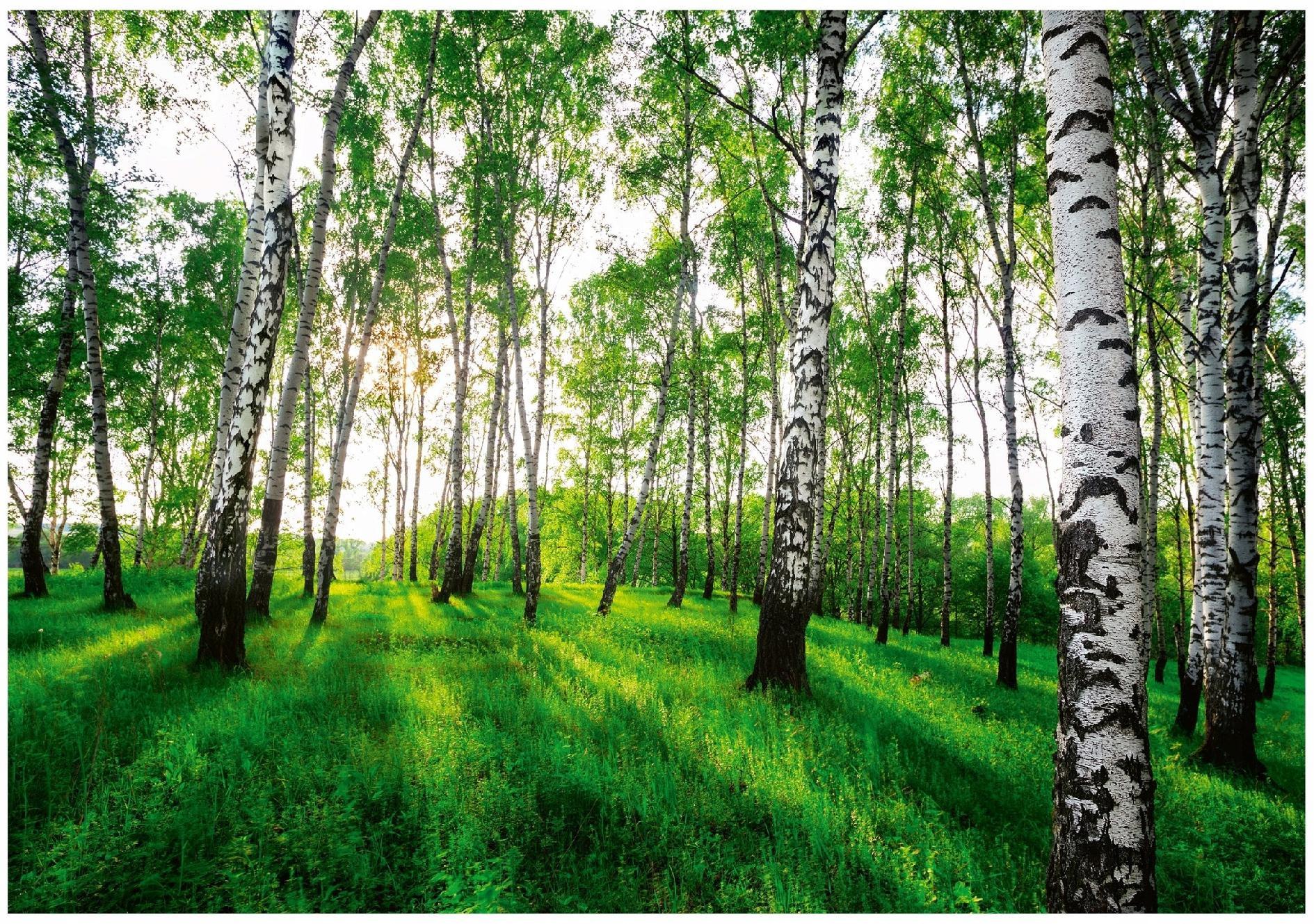 FOTOTAPETE Wald Baume Vliestapete Tapete 400x280 - Multicolor, Papier (400/280cm) - Wallarena