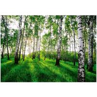 FOTOTAPETE Wald Baume Vliestapete Tapete 400x280 - Multicolor, Papier (400/280cm) - Wallarena