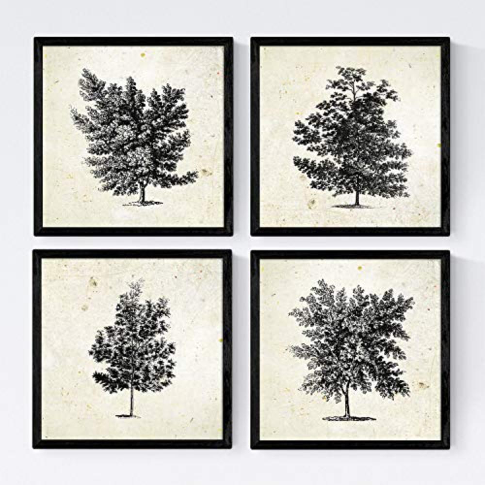 POSTER Set mit 4 Blättern der Laubbäume Jahrgang Hintergrund 30x30 cm Rahmenlos - Klar, Papier (30/3cm) - Nacnic