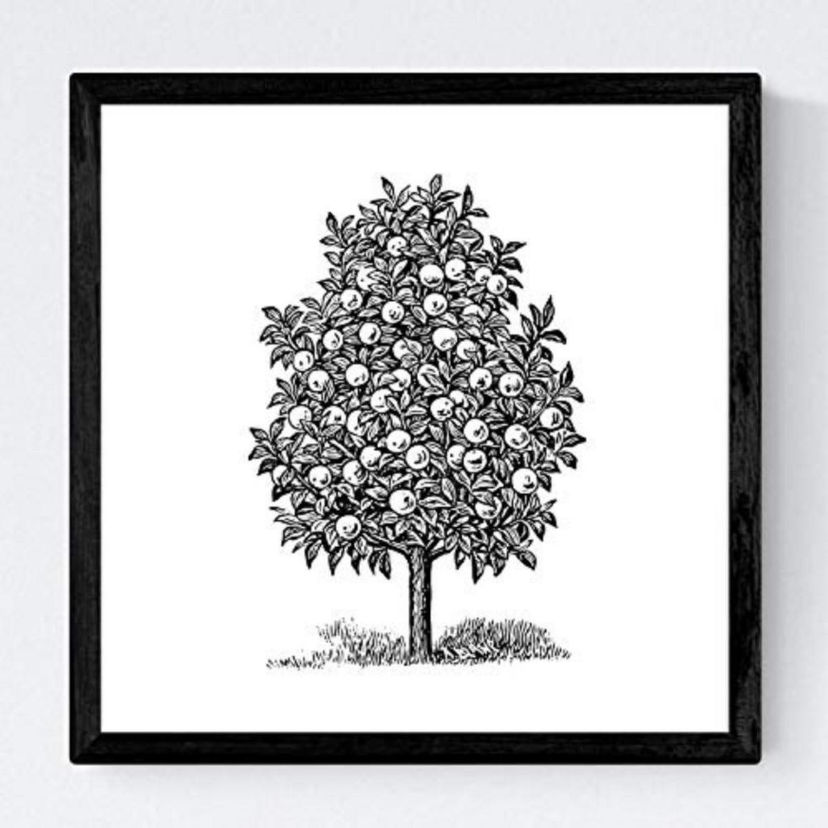 POSTER Set mit 4 Blättern der Bäume Obstbäume in weiß 20x20cm Schwarzer Rahmen - Schwarz, Papier (20/3cm) - Nacnic