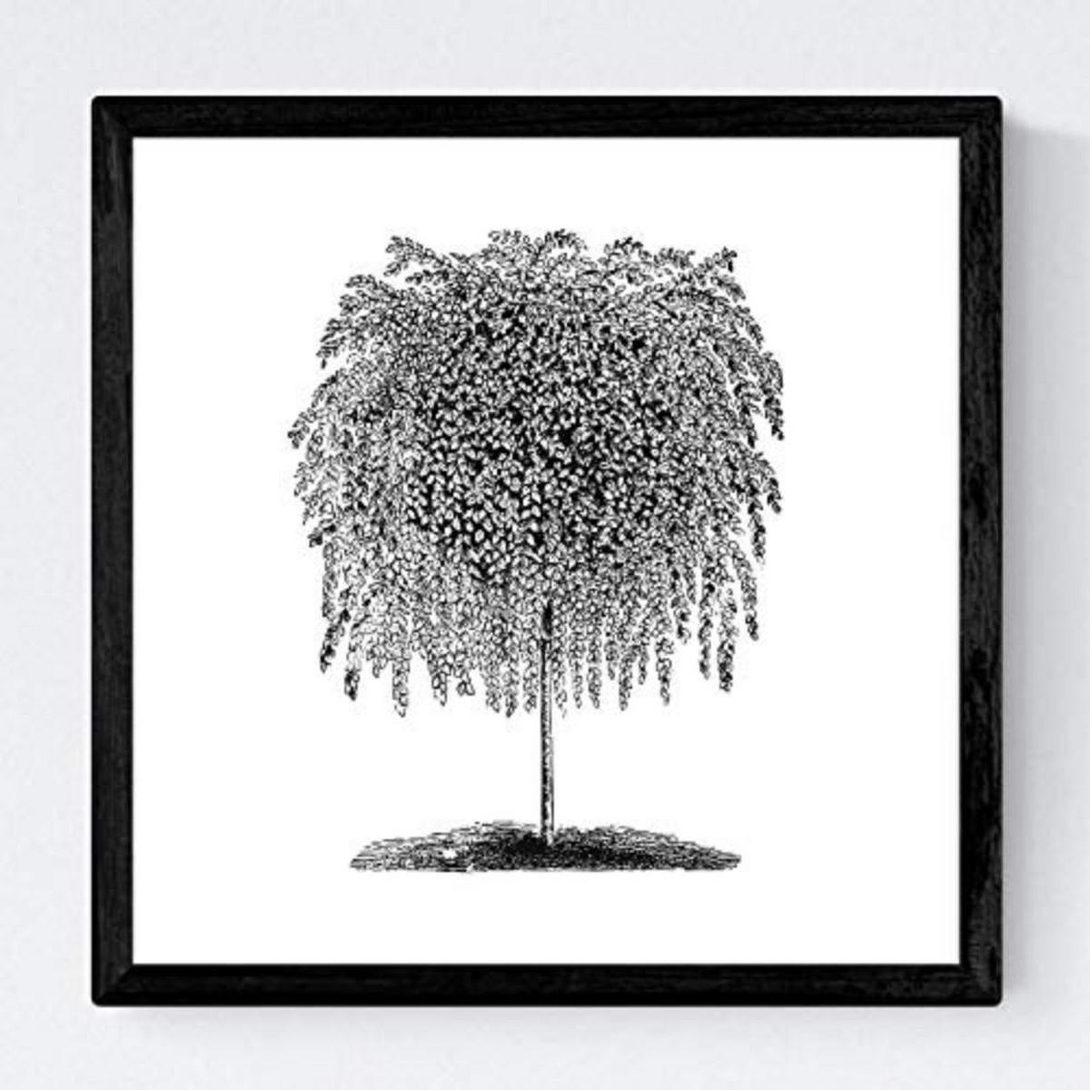 POSTER Set mit 4 Blättern der Bäume unterschiedlicher Blätter weiß 20x20cm Schwarzer Rahmen - Schwarz, Papier (20/3cm) - Nacnic