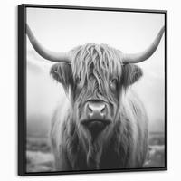 LEINWAND Bilder mit Rahmen - Schottischer Highlander - Nebel - Schwarz - Weiß - 50x50 - Grau, Textil (50/50cm) - MuchoWow