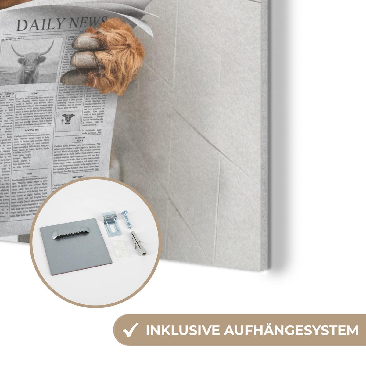 AKUSTIKBILD Schottischer Highlander - Tier - Zeitung - Toilette Akustikpaneele 90x90 cm - Kastanienfarben, Kunststoff (90/90/0.9cm) - MuchoWow