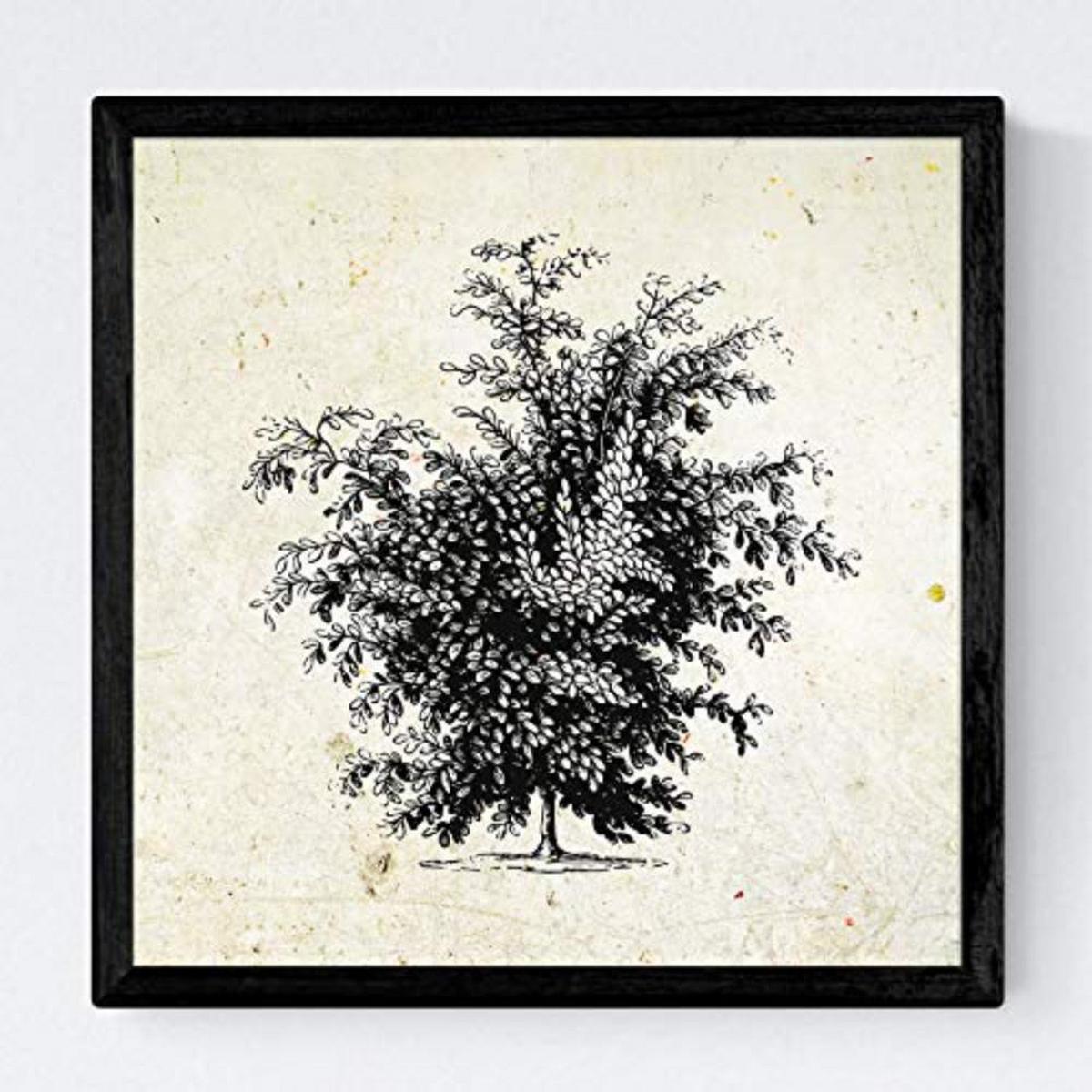 POSTER Set mit 4 Blättern der Bäume und Sträucher 20x20cm Schwarzer Rahmen - Schwarz, Papier (20/3cm) - Nacnic